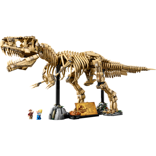 Dinosaur Fossils: Tyrannosaurus Rex