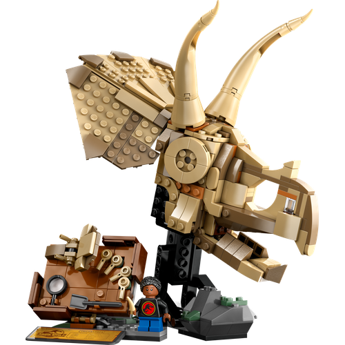 Dinosaur Fossils: Triceratops Skull