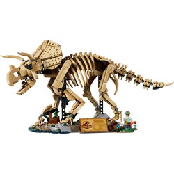 Szkielety dinozaurów: triceratops