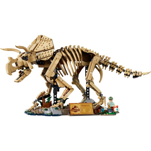 Dinosaur Fossils: Triceratops
