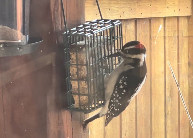 LEGO MOC Hairy Woodpecker (Male): Birdheadz By OrchardBuilds ...